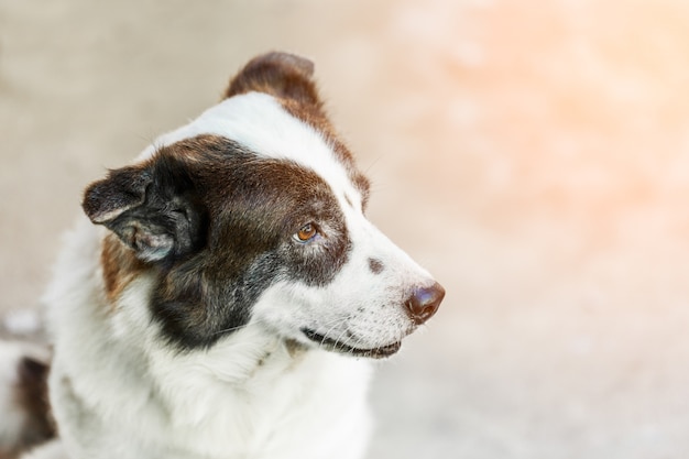 portrait Thai bangkaew dog