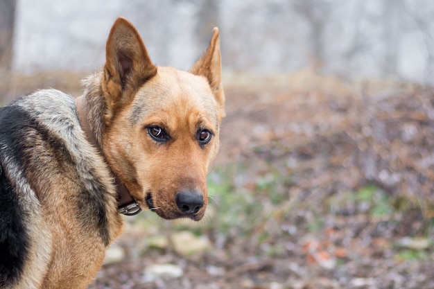 Portrait of a thoroughbred dog