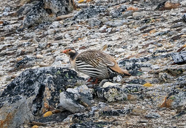 Portrait of Tibetan snowcock bird on peak of Kala Patthar. Nepal