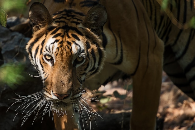 Portrait of tiger.