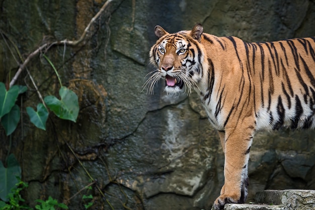 Portrait of tiger.