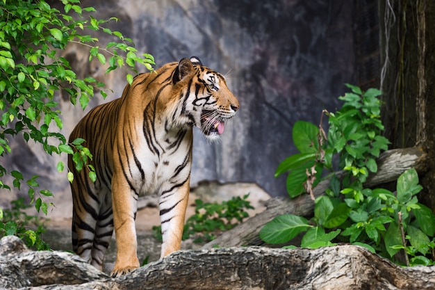 Portrait of tiger.