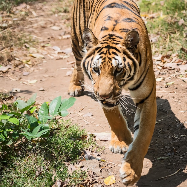 Portrait of tiger.