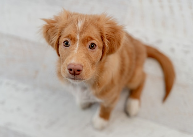 Portrait of toller puppy having fun while looking up at home, top view