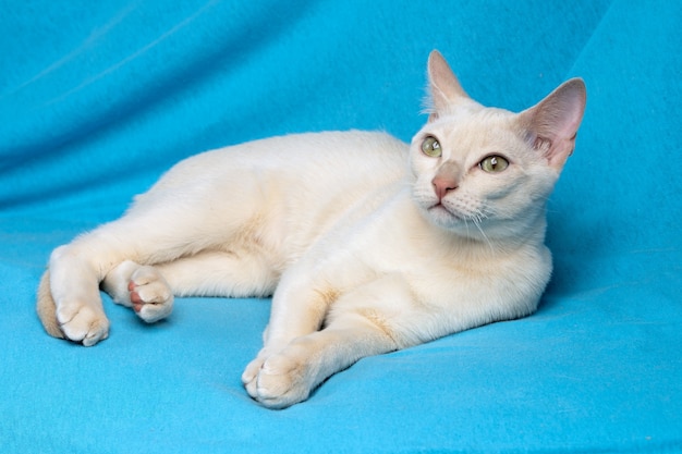 Portrait of a tonkinese cat