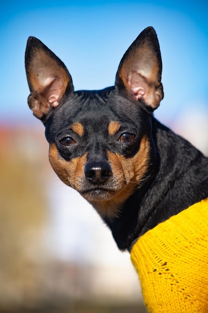 Portrait of a toy terrier dog in yellow clothes sad on the background of nature