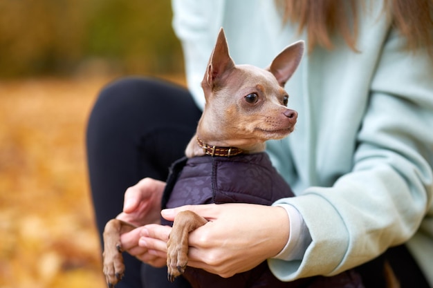 Portrait of toyterrier in the autumn park