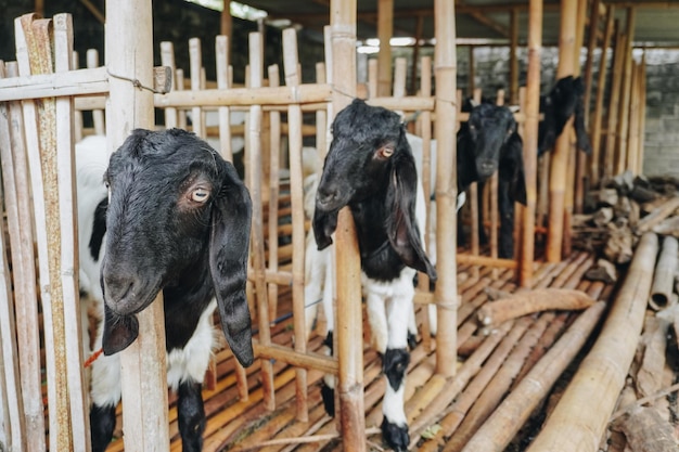 Photo portrait of traditional cage made from wood and bamboo in indonesia rural area with goat or lamb inside