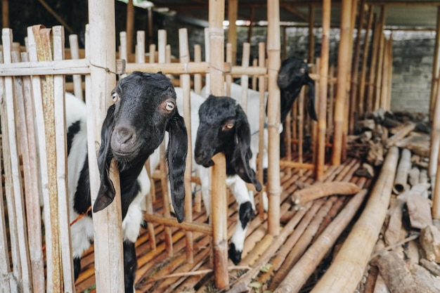 Photo portrait of traditional cage made from wood and bamboo in indonesia rural area with goat or lamb inside