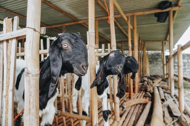 Photo portrait of traditional cage made from wood and bamboo in indonesia rural area with goat or lamb inside