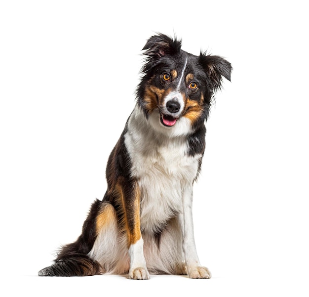 Portrait Tri-color border collie dog sitting, panting and looking at the camera, isolated on white