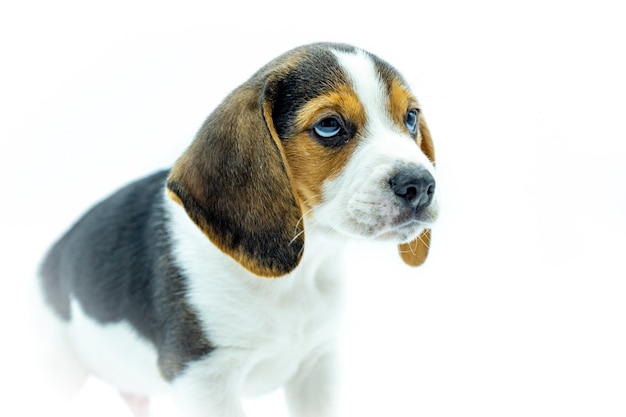 Portrait of tricolor beagle puppy on white background, puppy standing looking to the right.