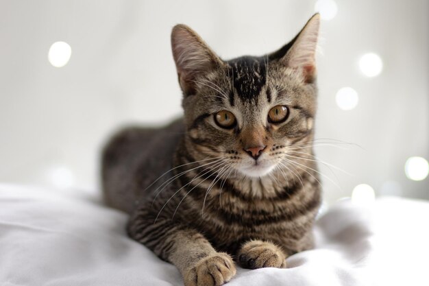 Portrait of tricolor cat lying on white surface looking at camera on the white background with blurred lights