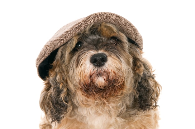 Portrait of a Turkish crossbreed dog wearing a man's hat