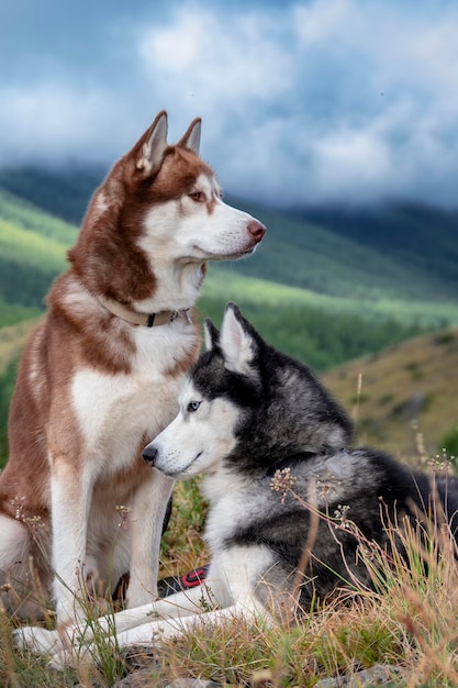 Portrait two beautiful husky dogs on the walk Siberian husky on the background of mountain forest