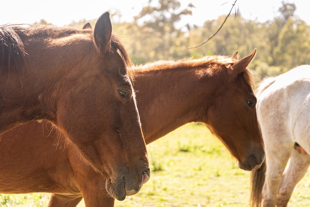 portrait of two brown horses