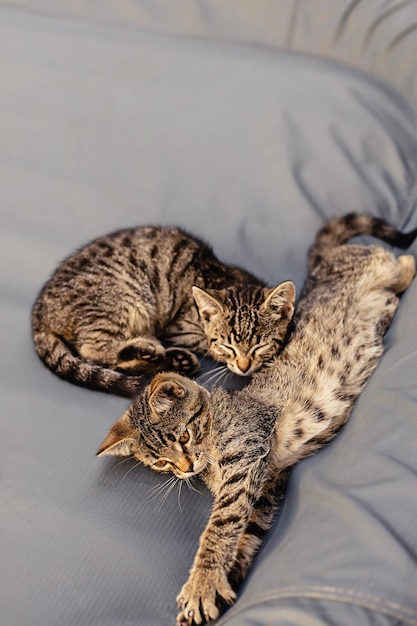 Portrait of two little cute gray striped kitten cat with bright yellow eyes looking straight at camera playing outdoor on a rainy autumn day