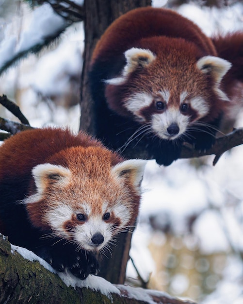 Portrait of two red pandas cub on a branch