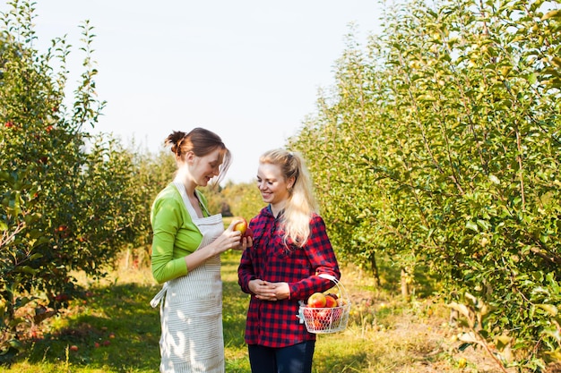 Portrait of two young beautiful female farmers examining ripe red apples in their hands, one woman carrying basket filled with apples. Green orchard on a background