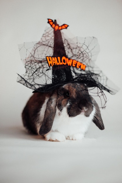 Portrait of ute lop eared dwarf rabbit wearing halloween hat white background