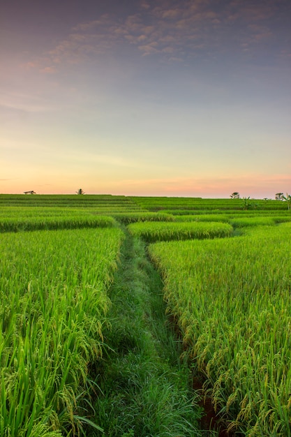 portrait views of rice fields that turn green on a beautiful morning