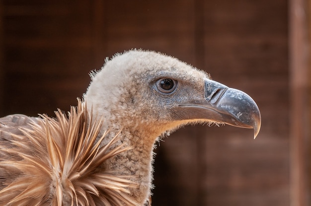 portrait of a vulture bird of prey