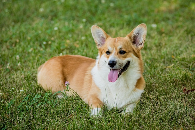 Portrait of welsh corgi pembroke in the city park