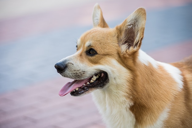 Portrait of welsh corgi pembroke in the city park