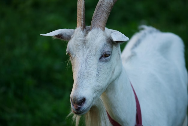 Portrait of white adult goat grassing on meadow field Goat on the green meadow close