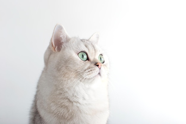 Portrait of a white british cat with green eyes on a white background