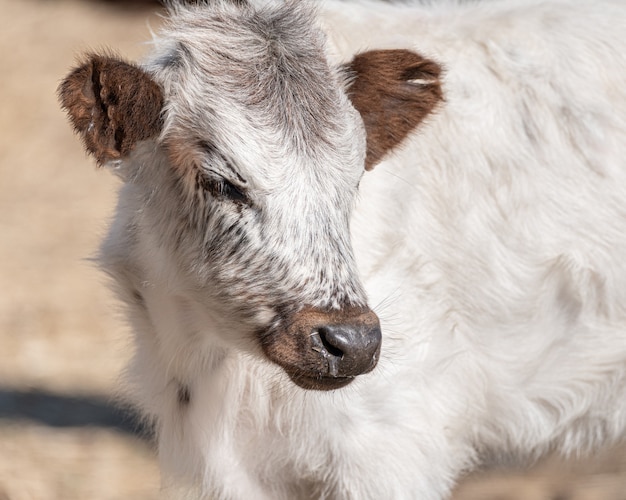 The portrait of a white and brown calf yearling