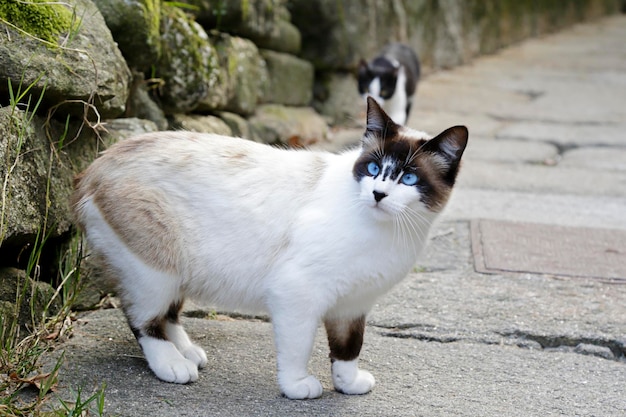 Portrait of a white and brown common cat