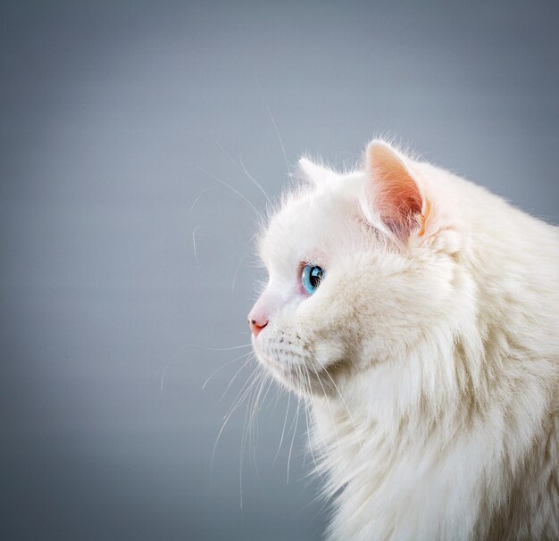 Portrait white cat on gray background