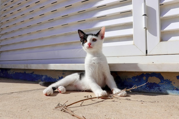 Photo portrait of white cat sitting outdoors