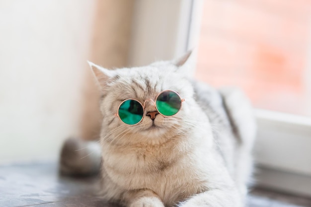 Portrait of White Cat wearing glassespet fashion conceptWhite cat lying on bed