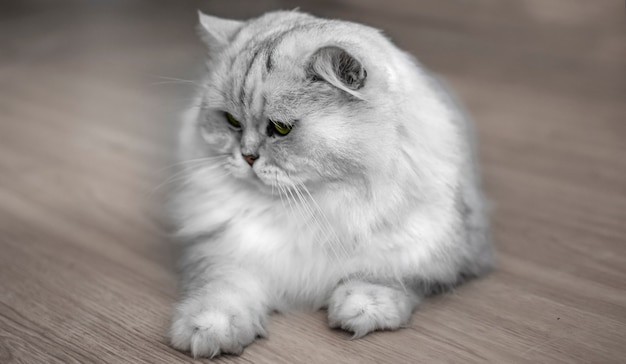 Portrait of White Cat with yellow eyes. Cat is lying on the floor. Gray pet.