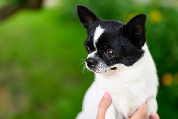 Portrait White Chihuahua Puppy with Black Face and Round Eyes Looking Away on Natural Background