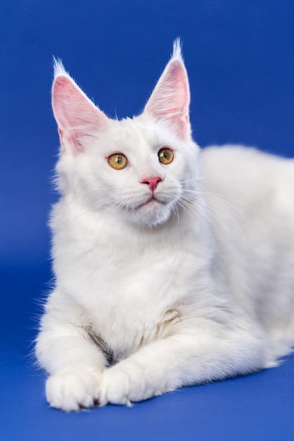 Portrait of white color American Coon Cat on blue background