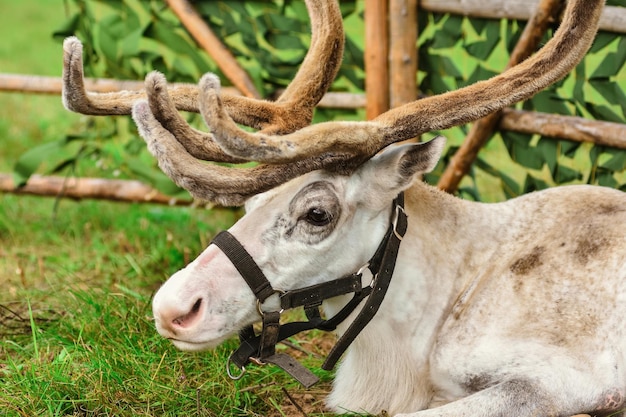 Portrait of white deer in harness deer head closeup deer