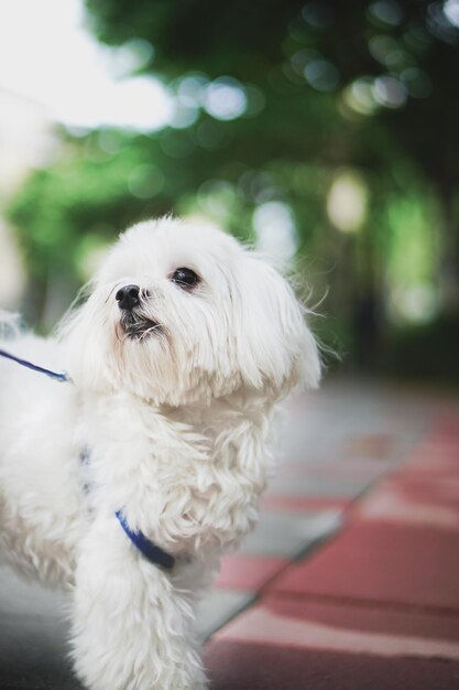 Photo portrait of white dog