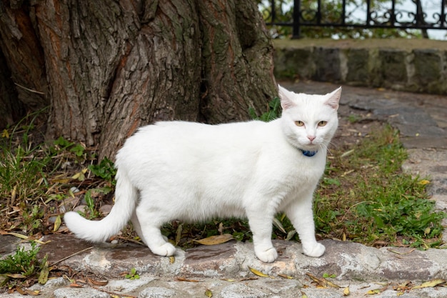 Portrait of white domestic cat under tree Animal life on street need for shelter concept