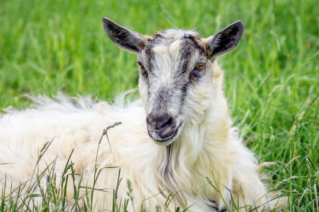 Portrait of white goat against green grass background