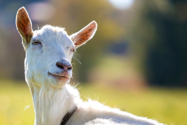 Portrait of white goat with beard