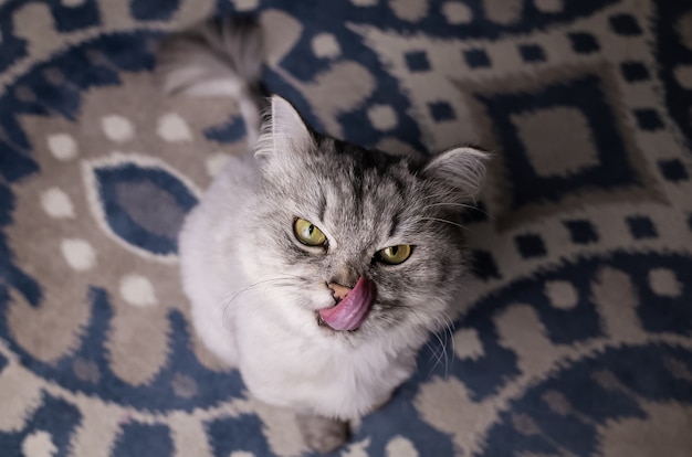 portrait of a white gray blue eyed cat