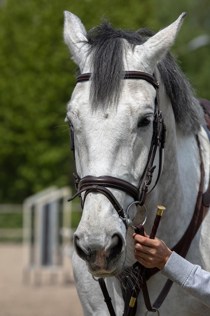 Portrait of white horse