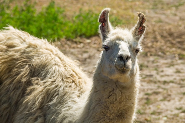 Portrait of a white lama Llama in paddock