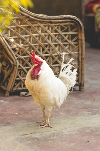 portrait of white rooster