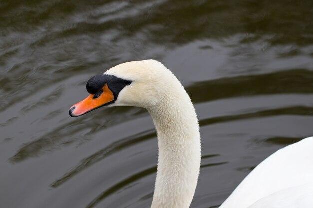 Portrait of a white Swan with an orange beak, close-up.