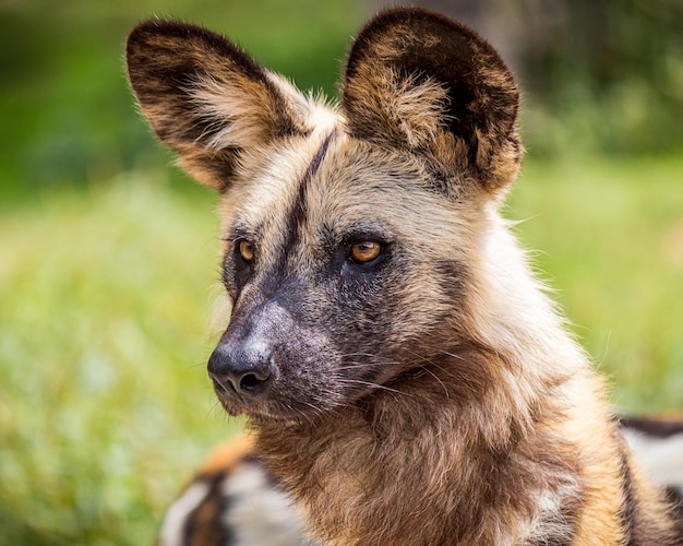 Portrait of a Wild African Spotted Dog in a Zoo