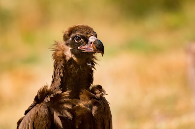 Portrait of a wild black vulture 